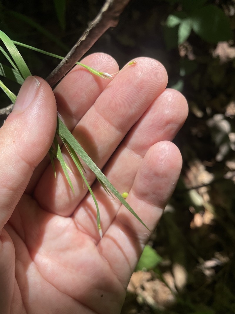 Wishbone Blue-Eyed Grass photo 7