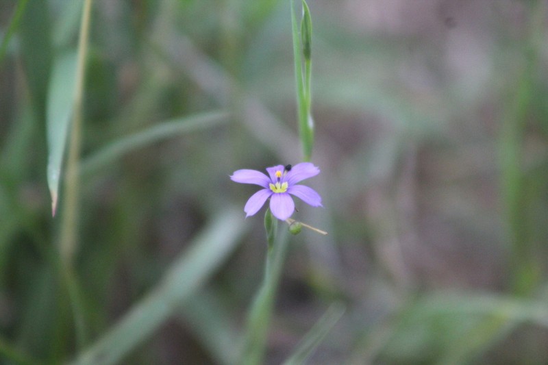 Sisyrinchium dimorphum photo 2