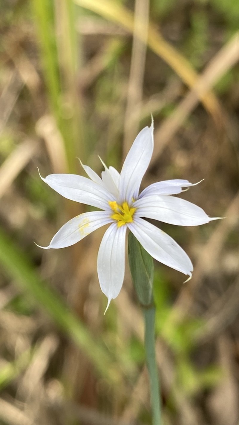 Sisyrinchium dimorphum photo 3