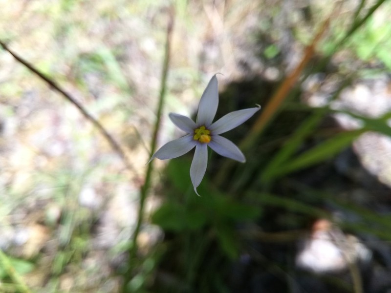 Sisyrinchium dimorphum photo 4