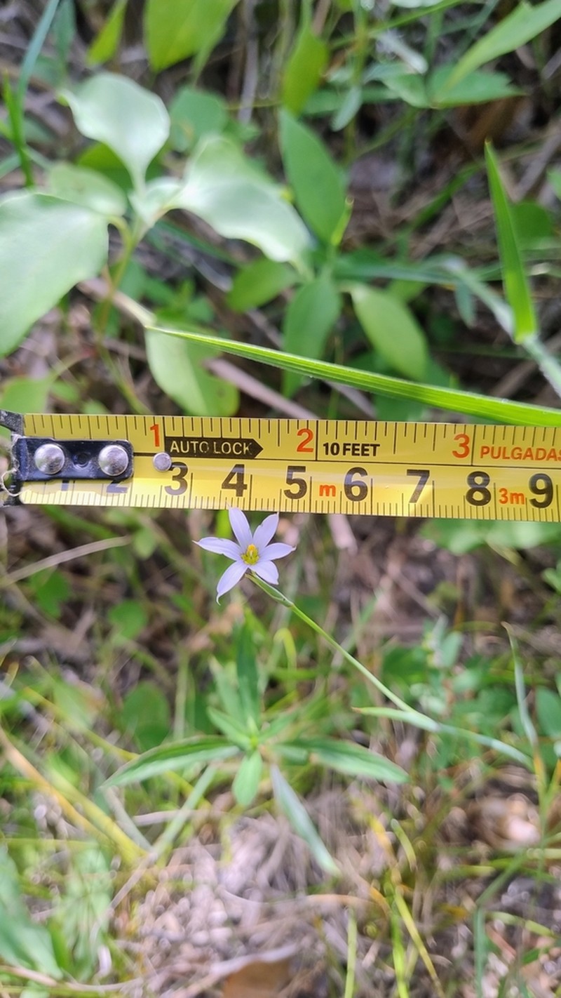 Sisyrinchium dimorphum photo 5