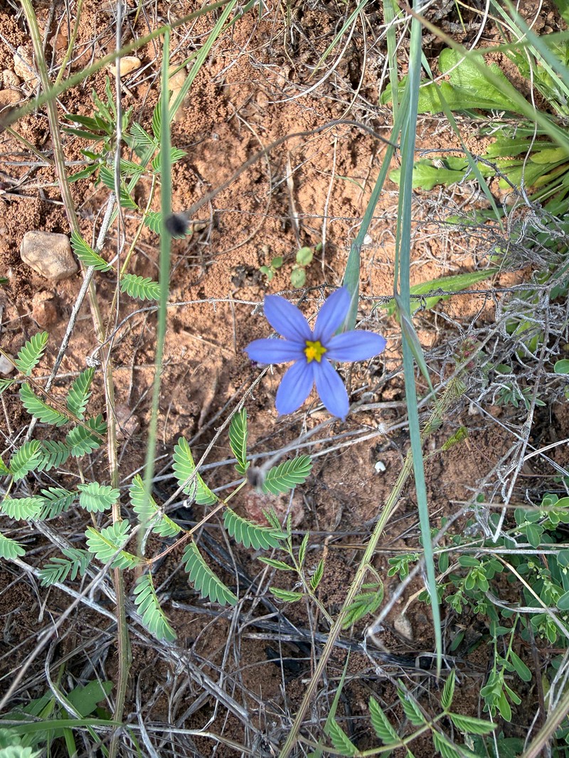 Sisyrinchium dimorphum photo 6