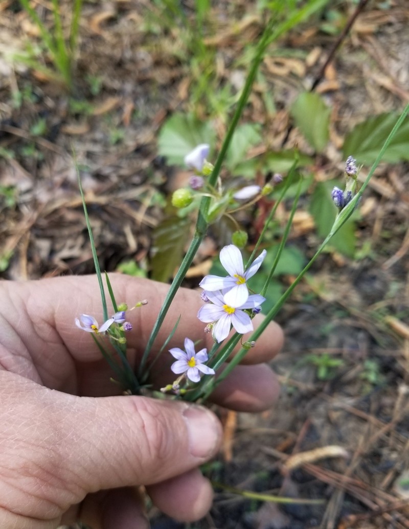 Sisyrinchium elizabethiae