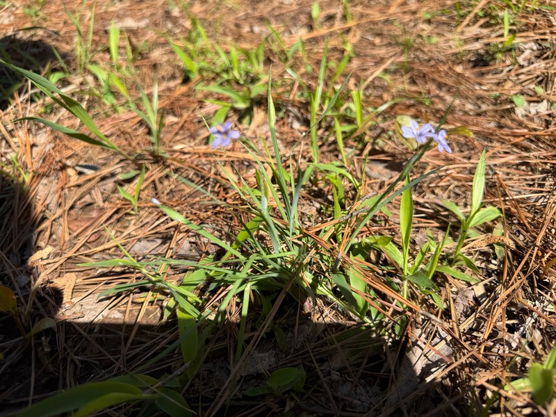 Sisyrinchium elizabethiae photo 2