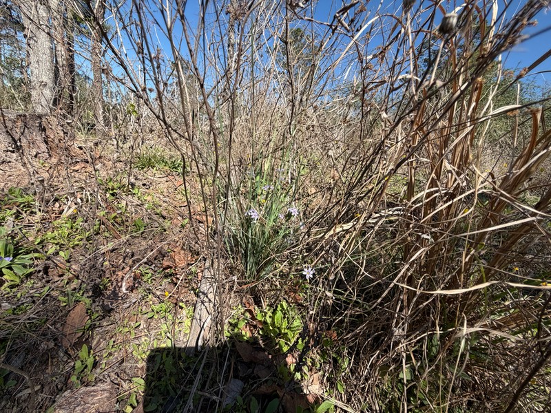 Sisyrinchium elizabethiae photo 3