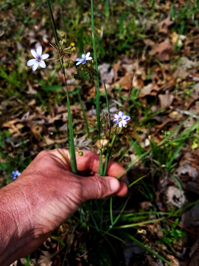 Sisyrinchium elizabethiae photo 4
