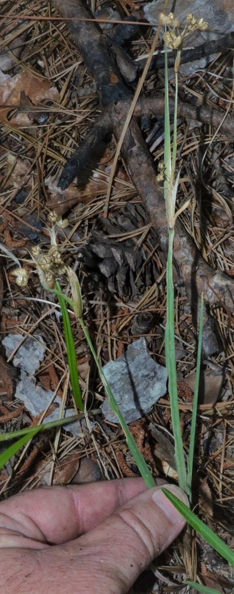 Sisyrinchium elizabethiae photo 5