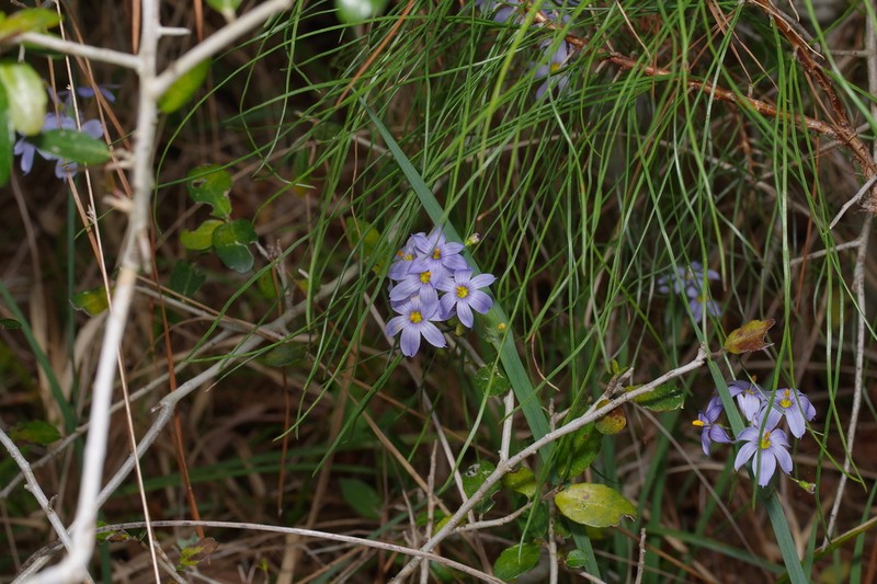 Sisyrinchium elizabethiae photo 6