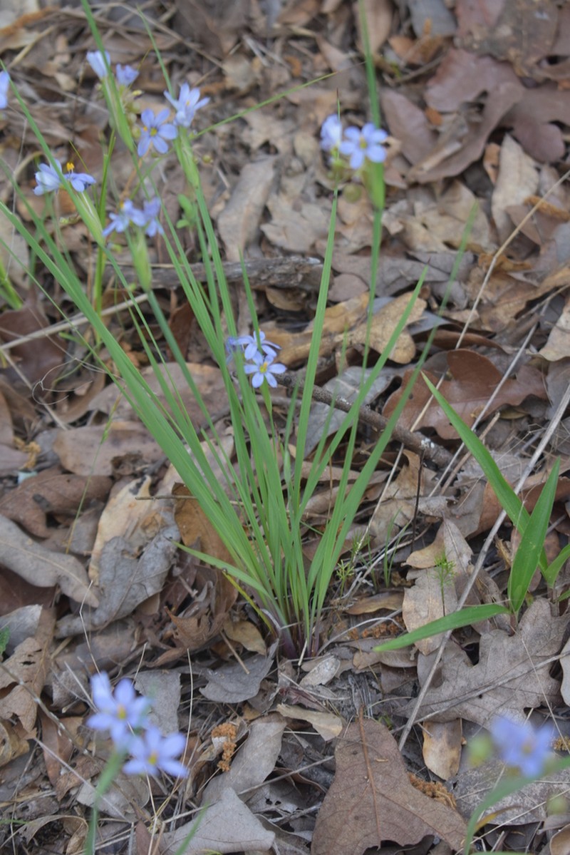 Sisyrinchium elizabethiae photo 7