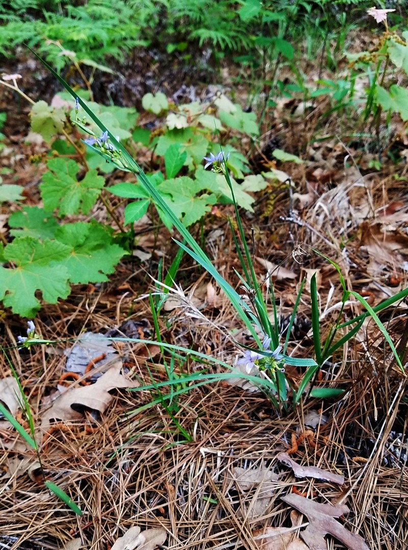 Sisyrinchium elizabethiae photo 8