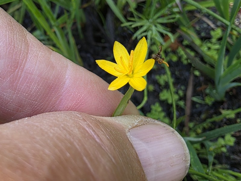 Elmer's Blue-Eyed Grass photo 3