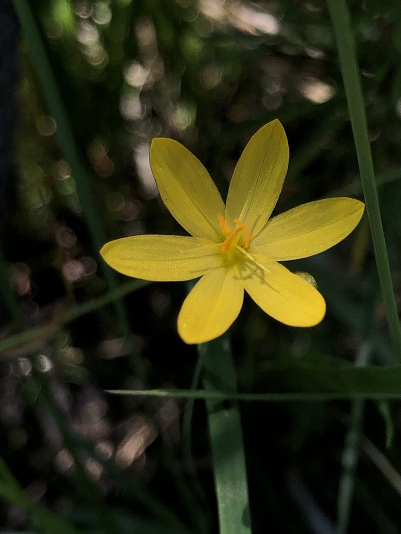 Elmer's Blue-Eyed Grass photo 4