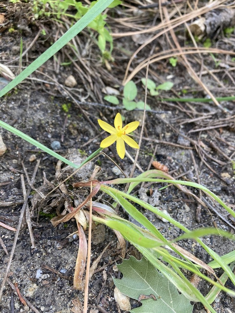 Elmer's Blue-Eyed Grass photo 5
