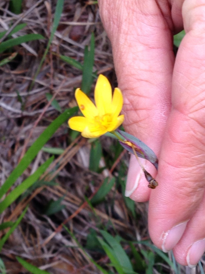 Elmer's Blue-Eyed Grass photo 6