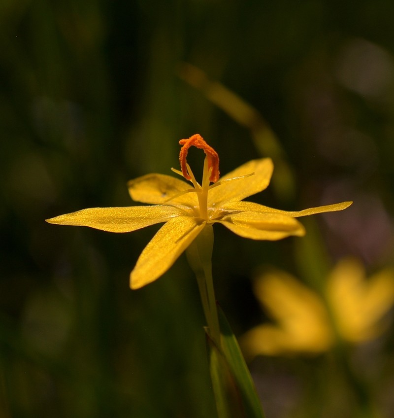 Elmer's Blue-Eyed Grass photo 7