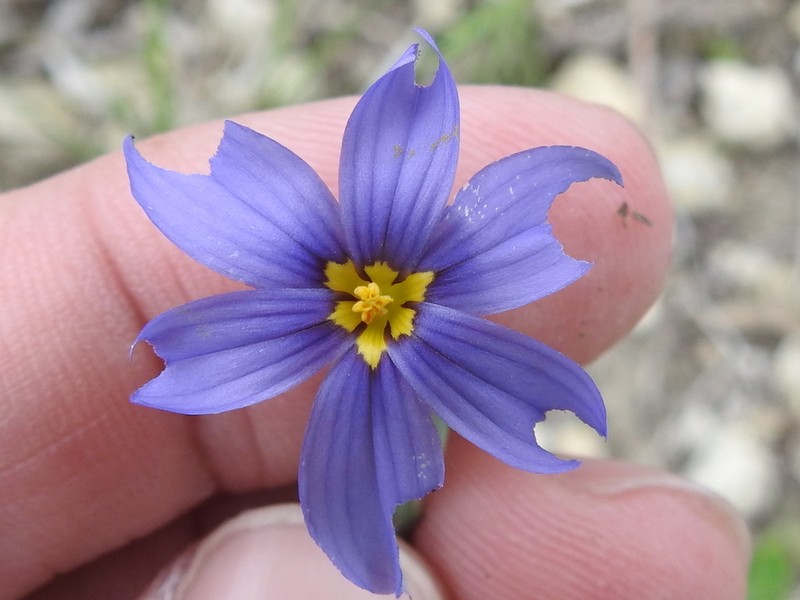 Sisyrinchium ensigerum