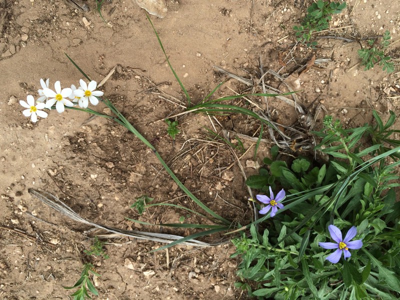 Sisyrinchium ensigerum photo 2