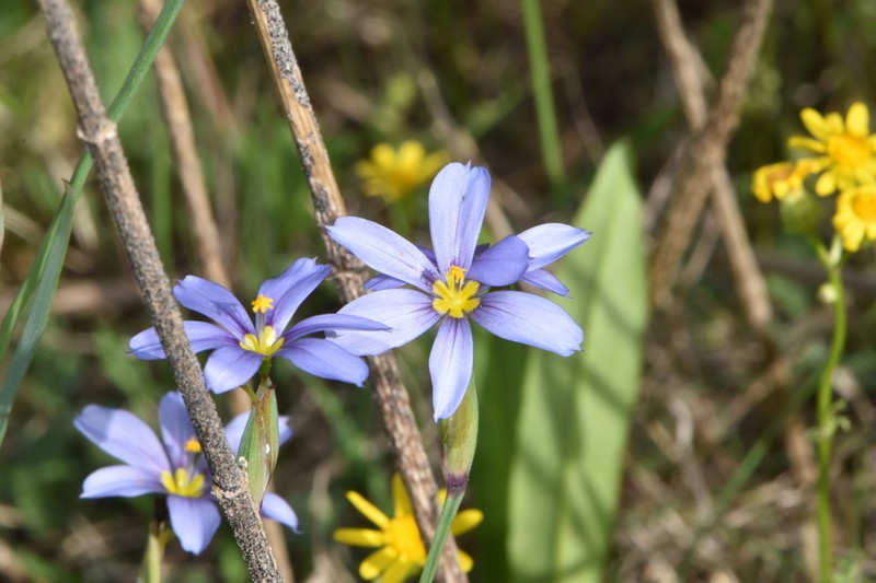 Sisyrinchium ensigerum photo 3