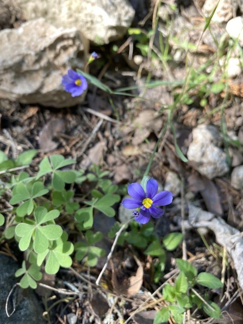 Sisyrinchium ensigerum photo 4