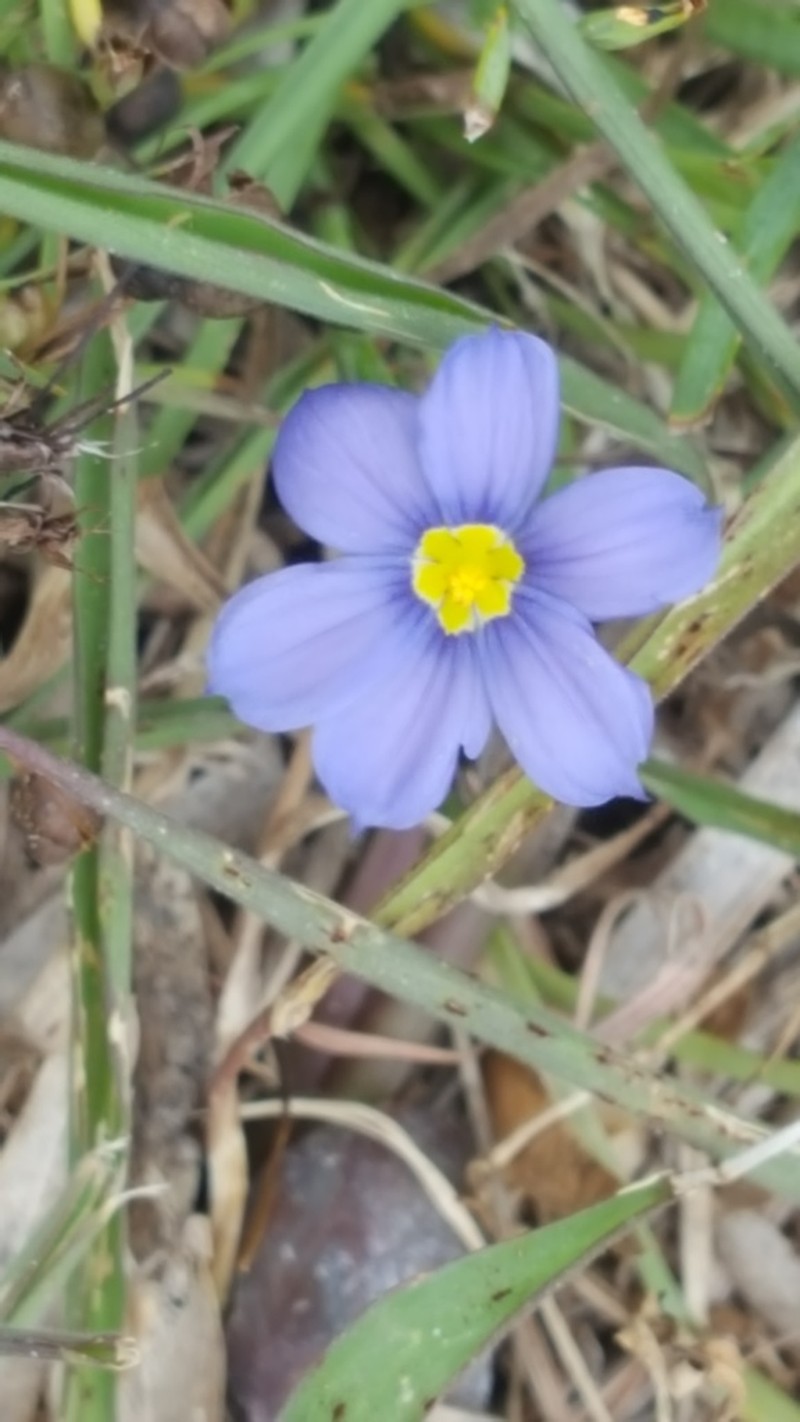 Sisyrinchium ensigerum photo 5