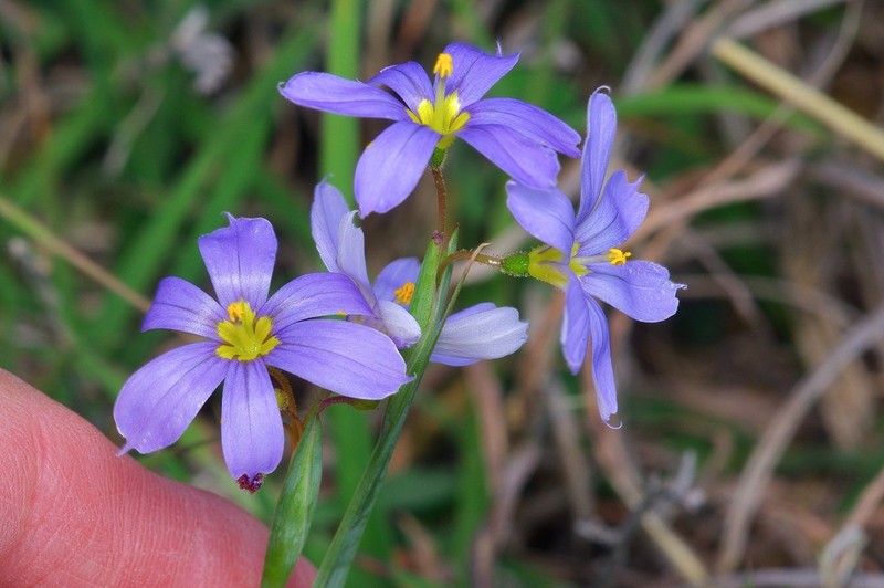 Sisyrinchium ensigerum photo 6