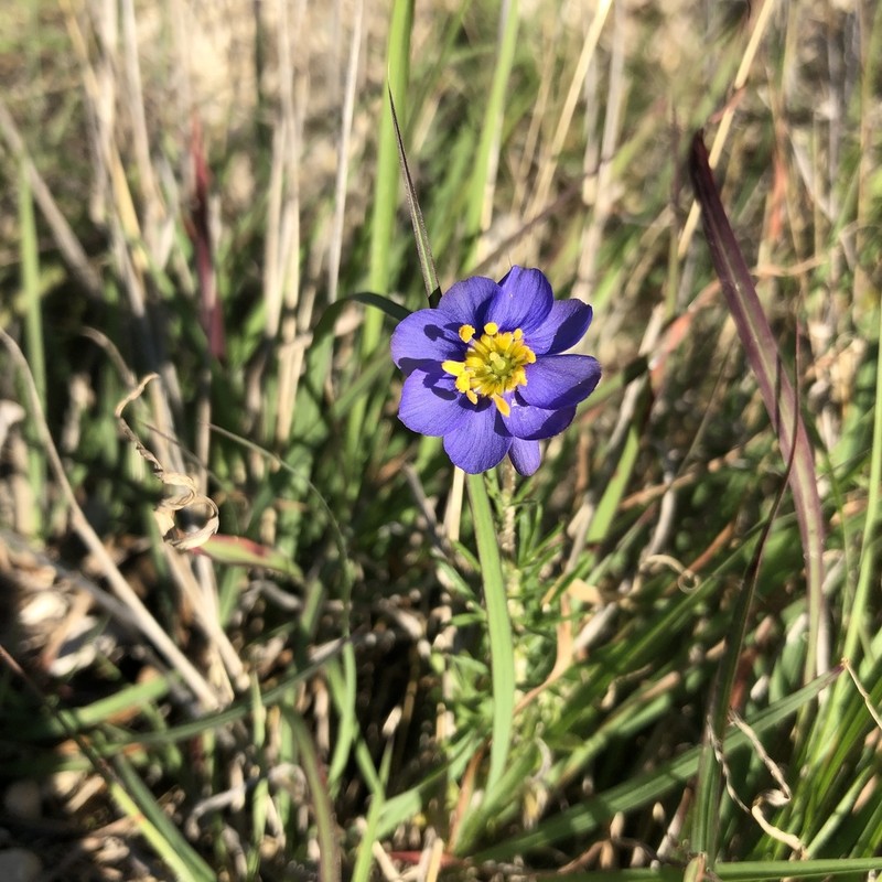 Sisyrinchium ensigerum photo 7