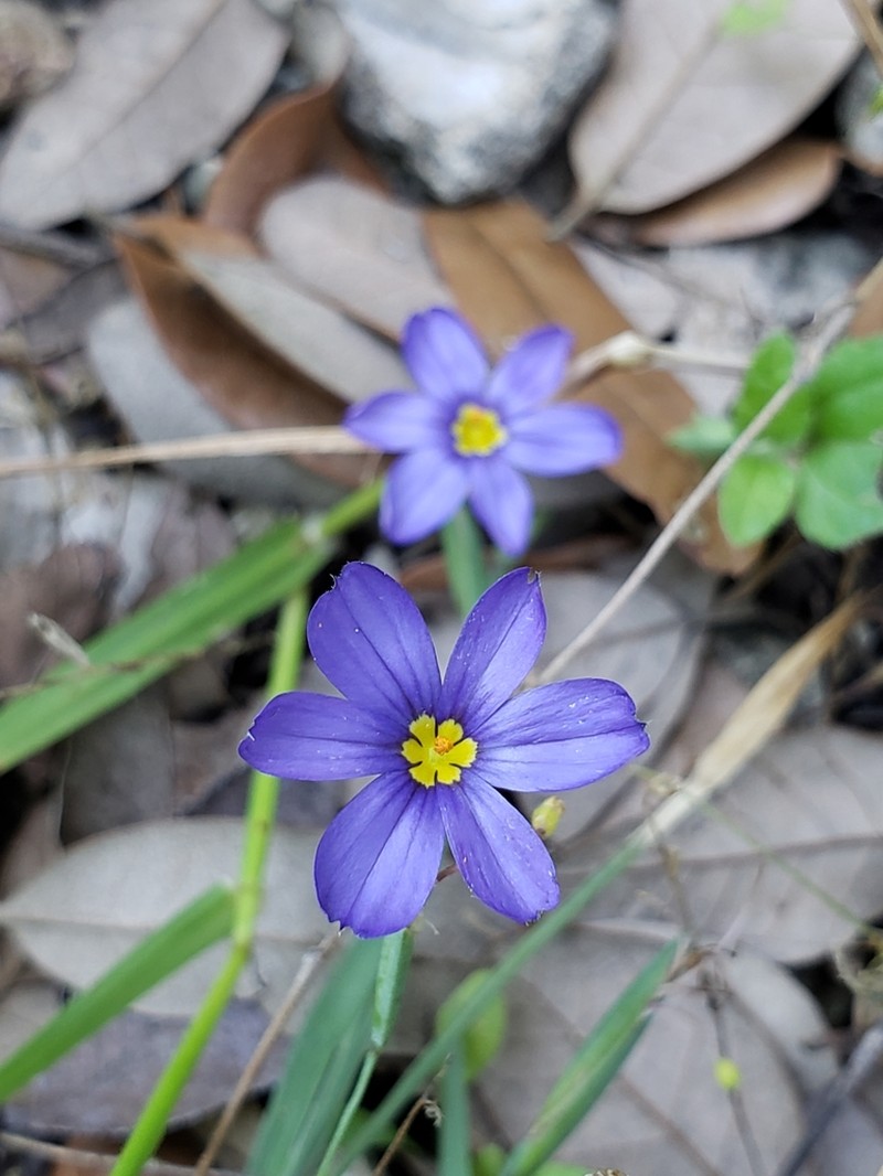 Sisyrinchium ensigerum photo 8