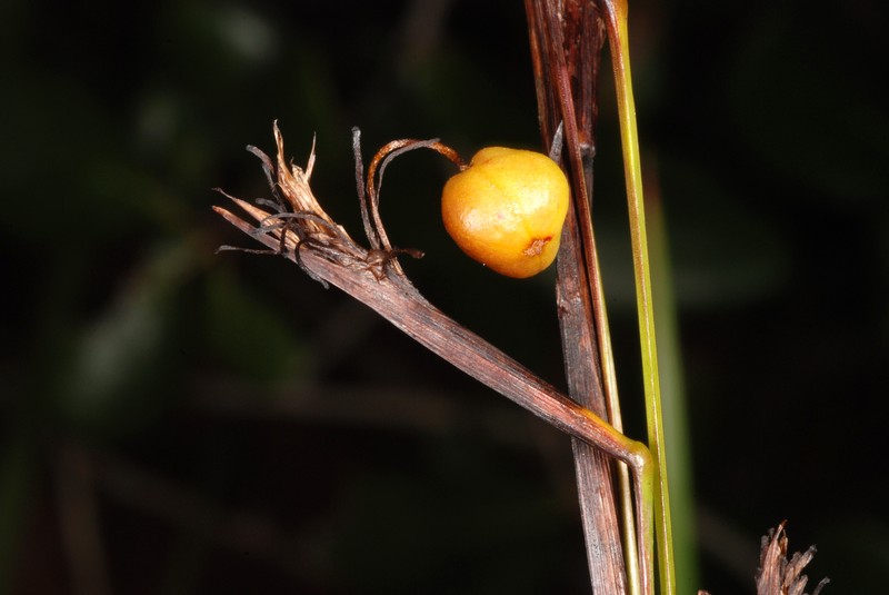 Jeweled Blue-Eyed Grass photo 2