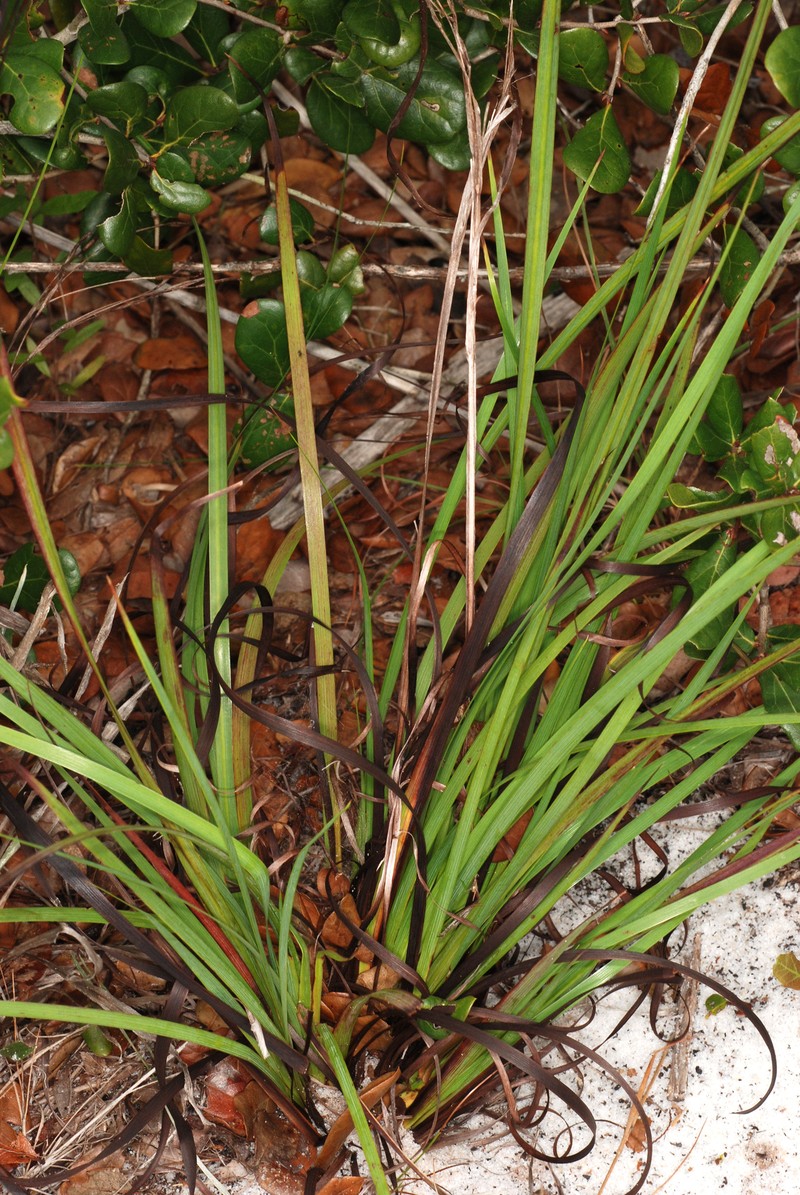 Jeweled Blue-Eyed Grass photo 5