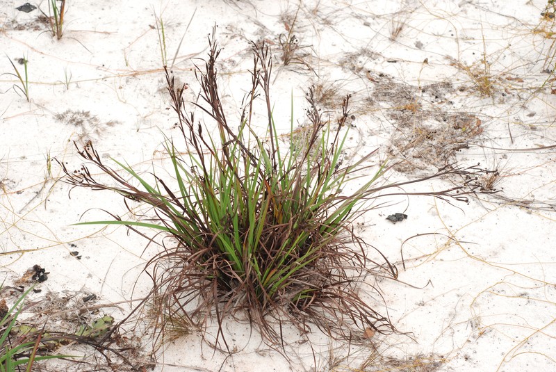 Jeweled Blue-Eyed Grass photo 6