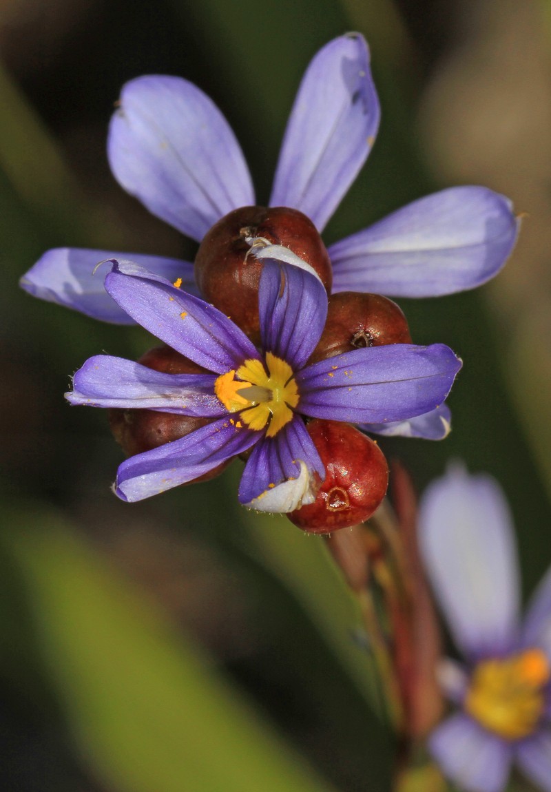 Jeweled Blue-Eyed Grass