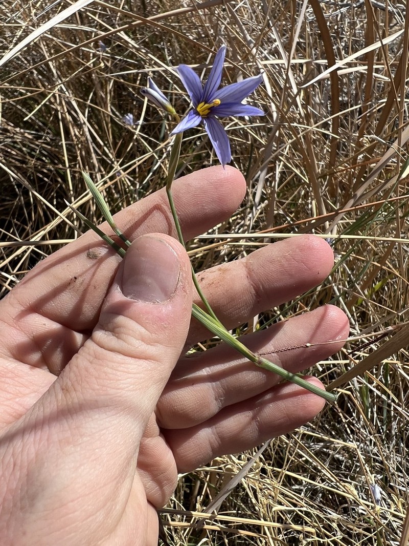 Funeral Mountain Blue-Eyed Grass photo 2