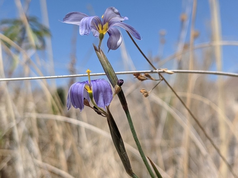 Funeral Mountain Blue-Eyed Grass photo 3