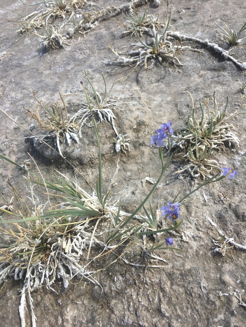 Funeral Mountain Blue-Eyed Grass photo 4
