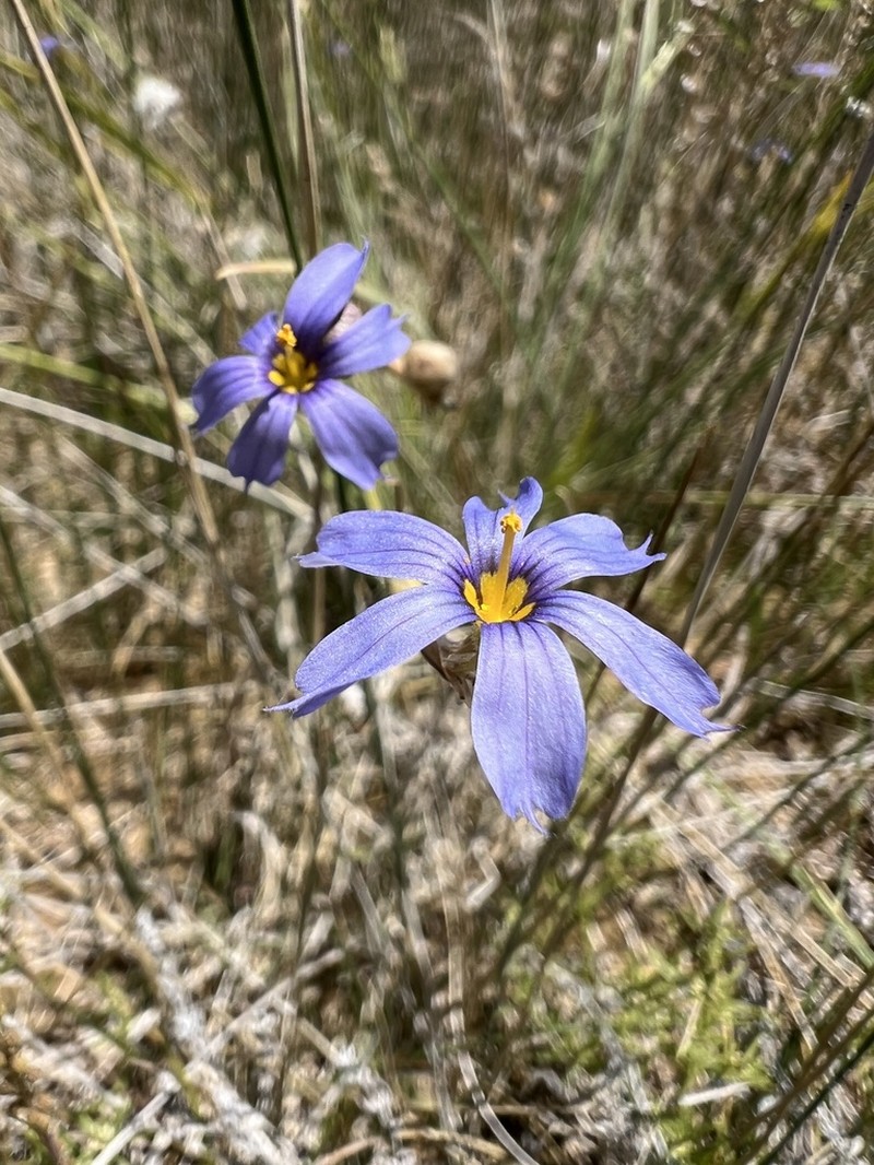 Funeral Mountain Blue-Eyed Grass photo 5