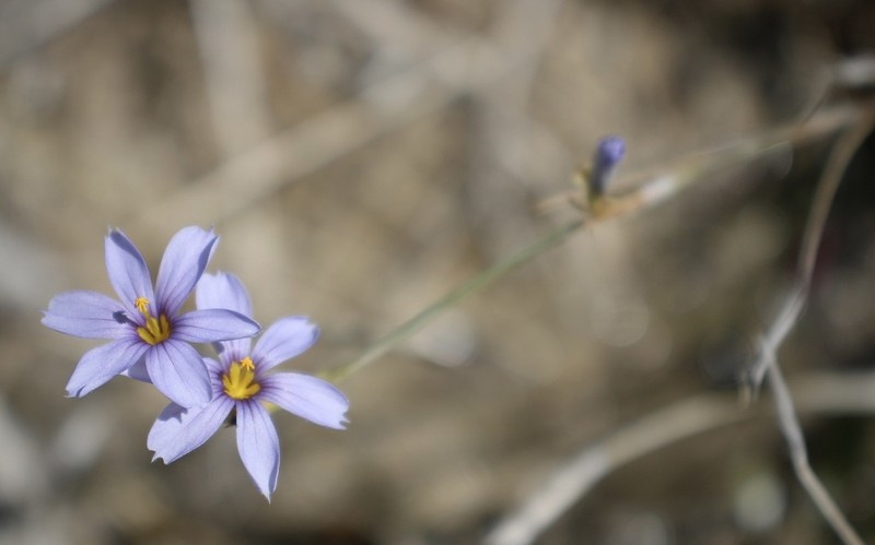 Funeral Mountain Blue-Eyed Grass photo 6