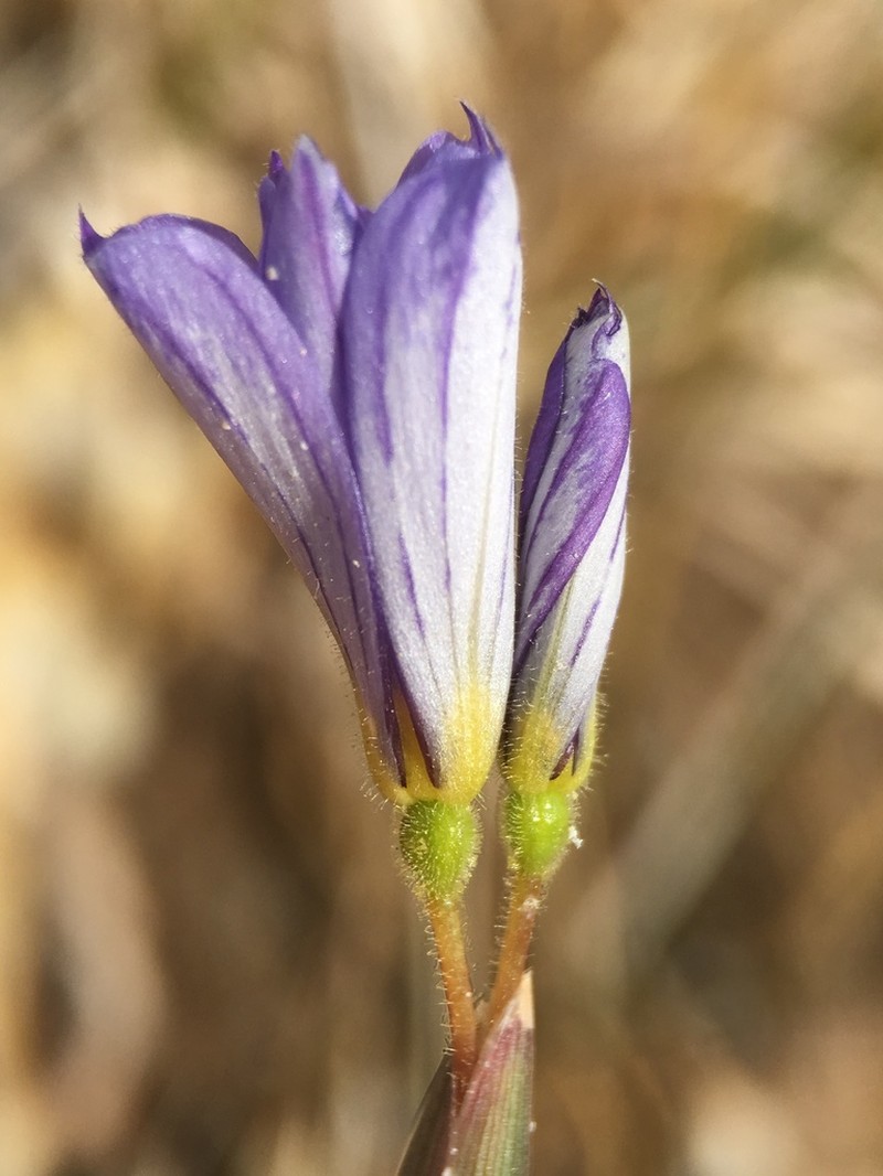 Funeral Mountain Blue-Eyed Grass photo 7