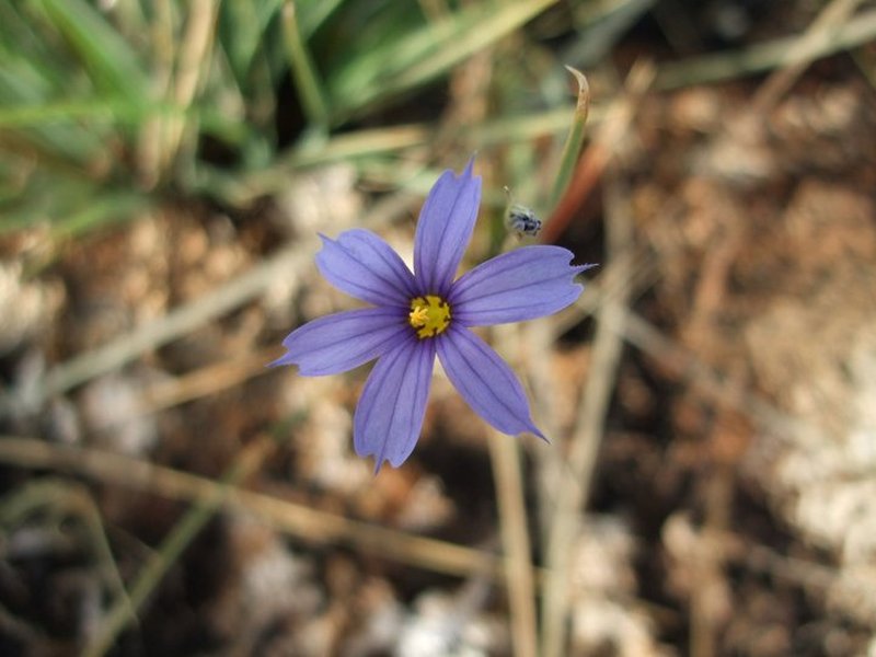 Funeral Mountain Blue-Eyed Grass