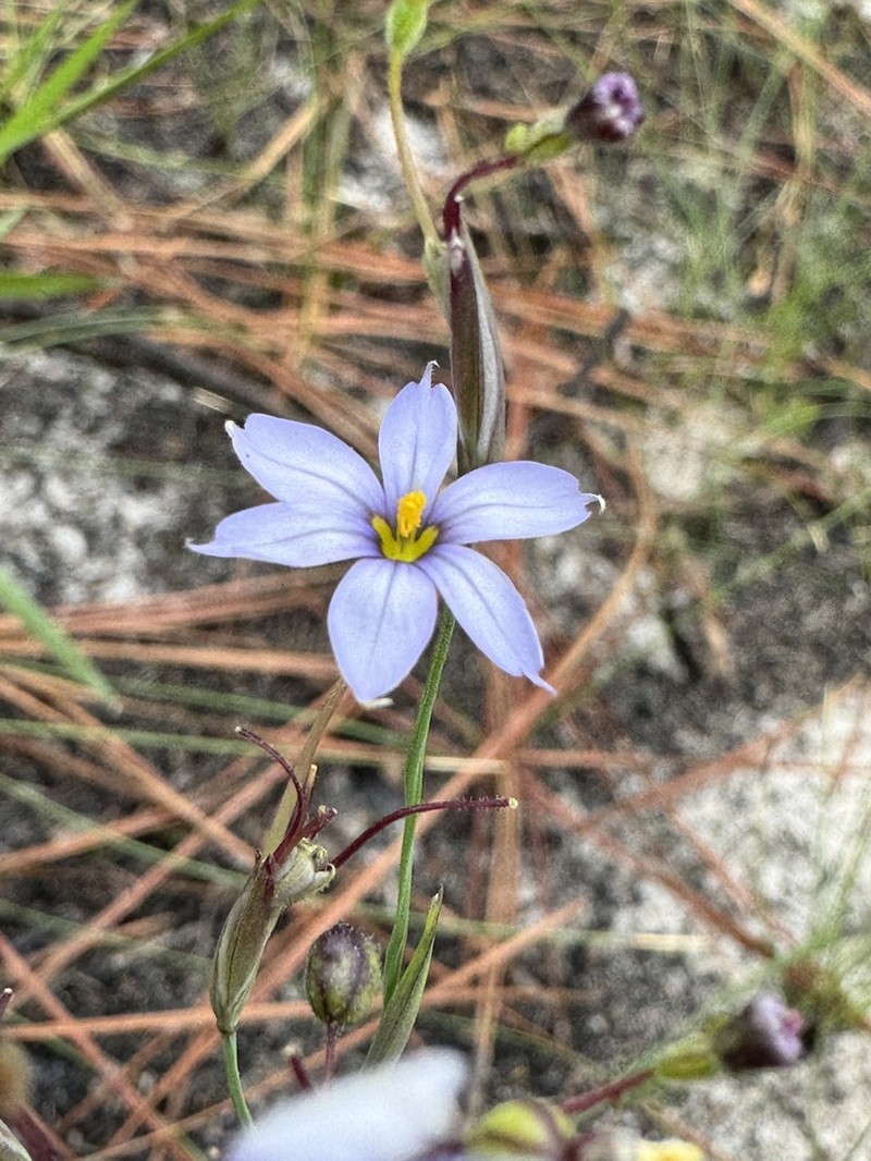 Coastal Plain Blue-Eyed Grass photo 2