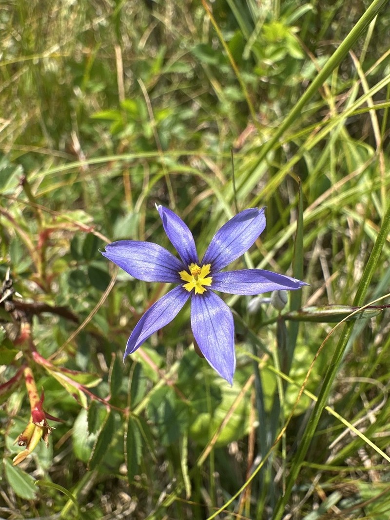 Coastal Plain Blue-Eyed Grass photo 4