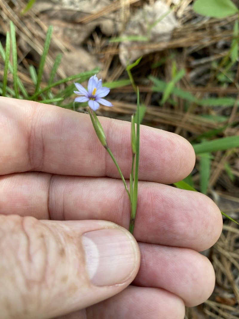 Coastal Plain Blue-Eyed Grass photo 6