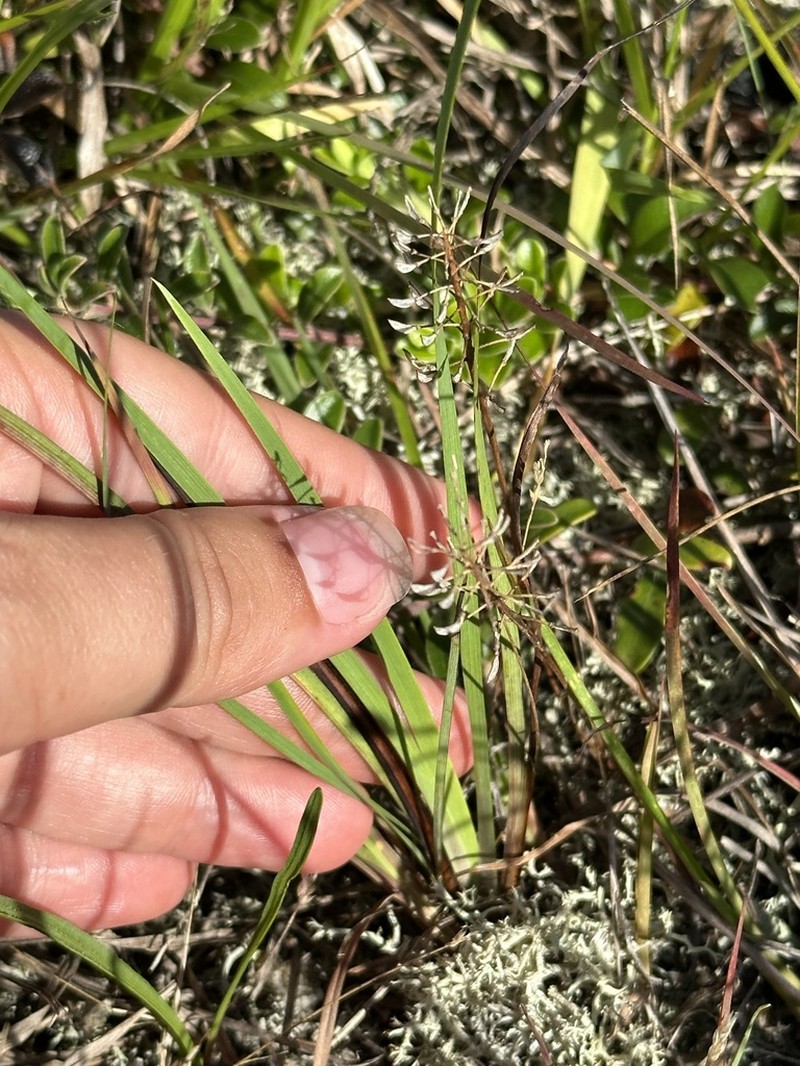 Coastal Plain Blue-Eyed Grass photo 7