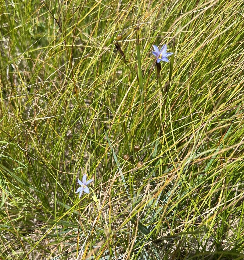 Coastal Plain Blue-Eyed Grass photo 8
