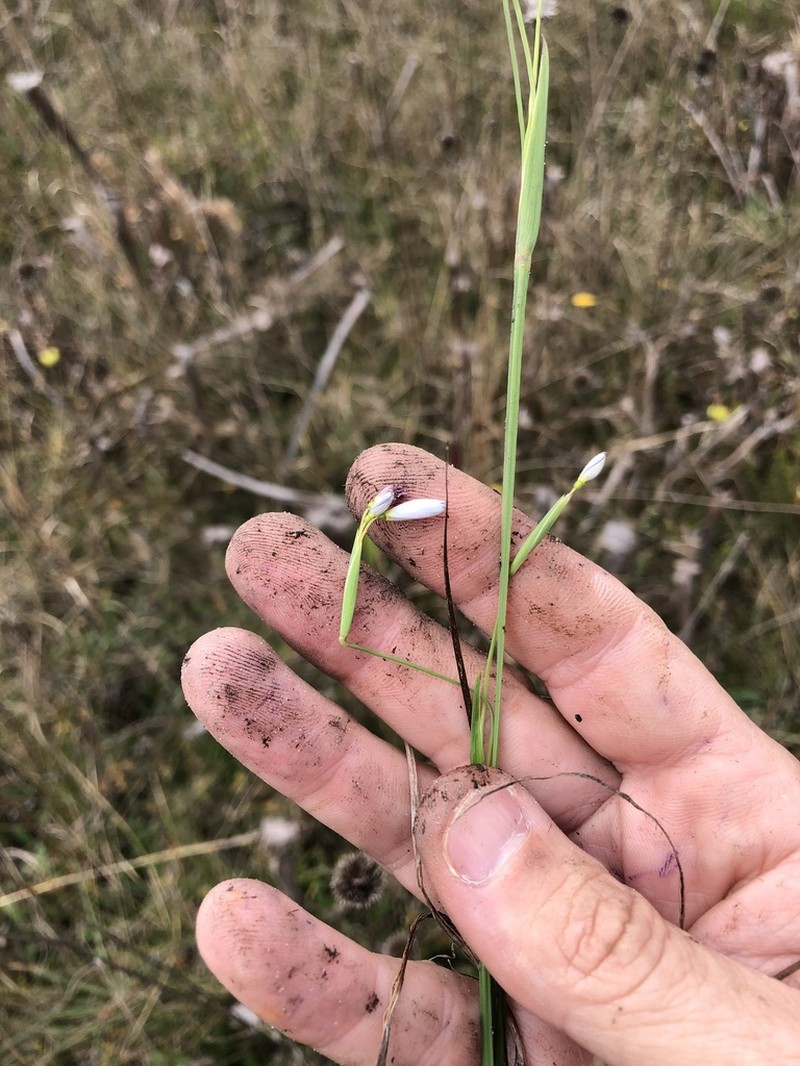 Farwell's Blue-Eyed Grass photo 3