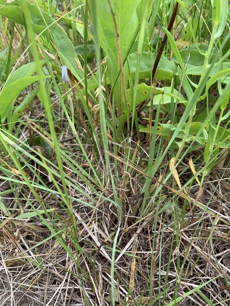Farwell's Blue-Eyed Grass photo 5