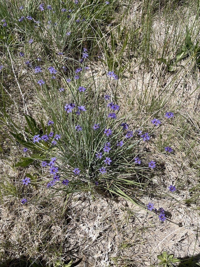 Nevada Blue-Eyed Grass