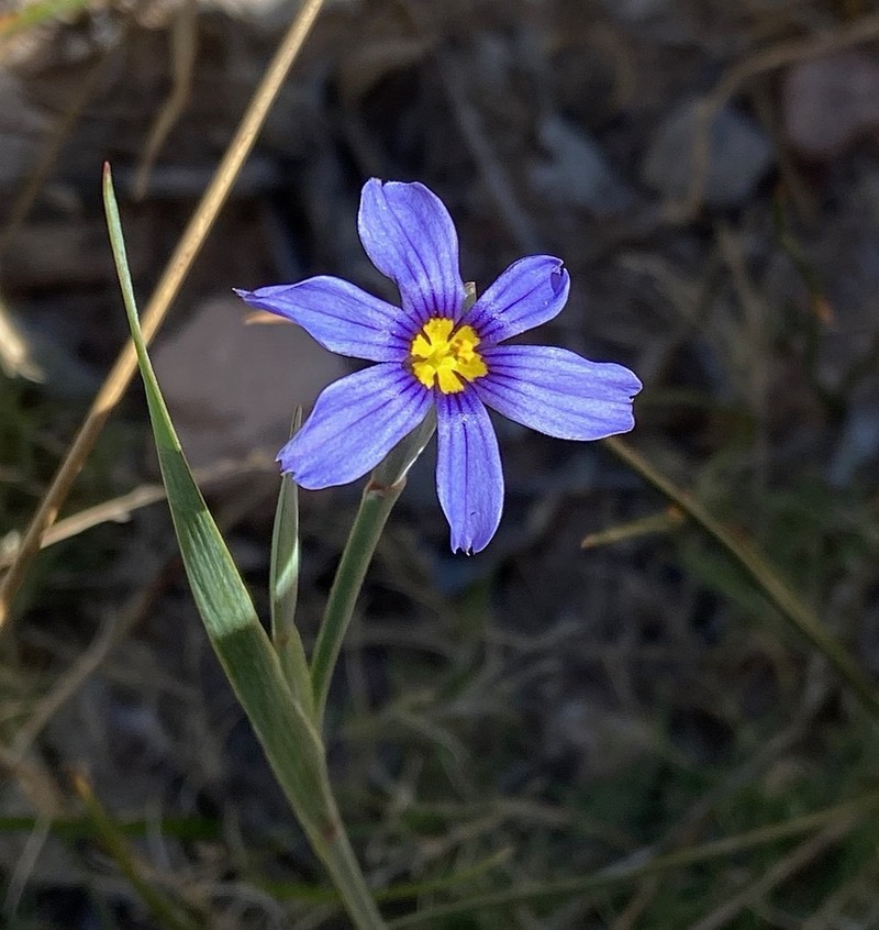 Nevada Blue-Eyed Grass photo 2