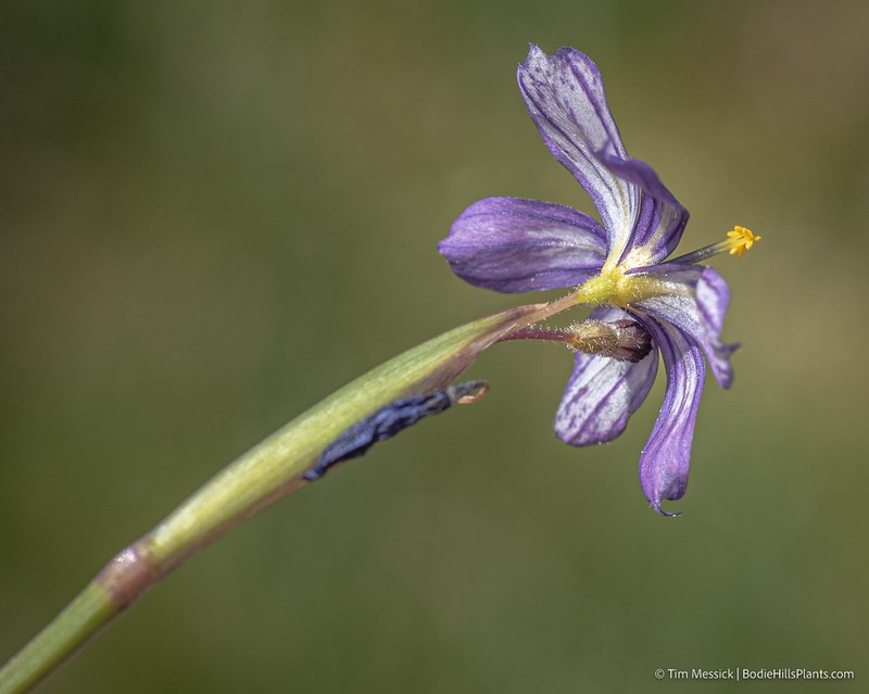 Nevada Blue-Eyed Grass photo 3