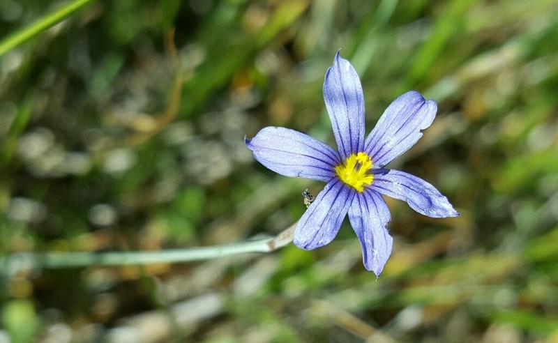 Nevada Blue-Eyed Grass photo 4
