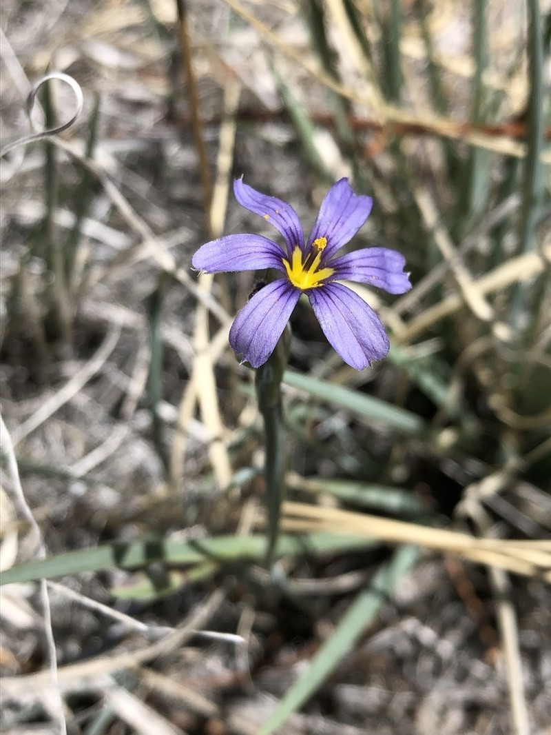 Nevada Blue-Eyed Grass photo 5